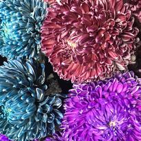 House of Flowers - Logo
