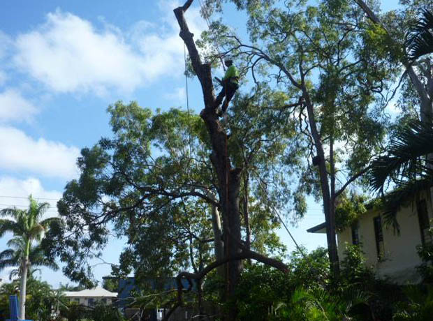 Hugh Wood Tree Lopping - Cover photo