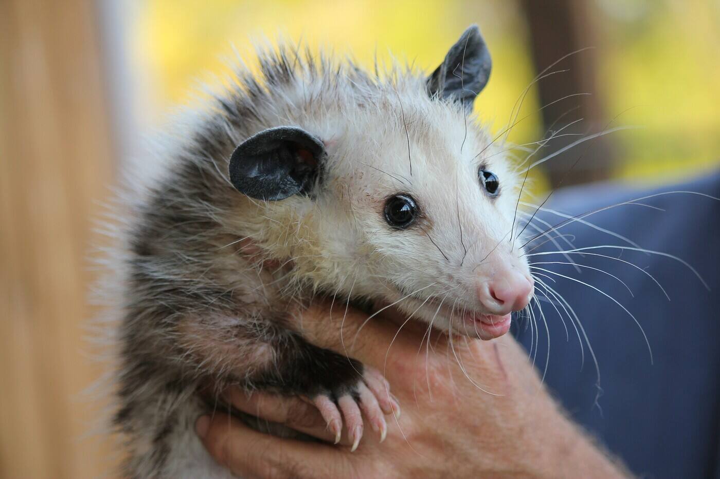 Humane Possum Removal Adelaide - Cover photo