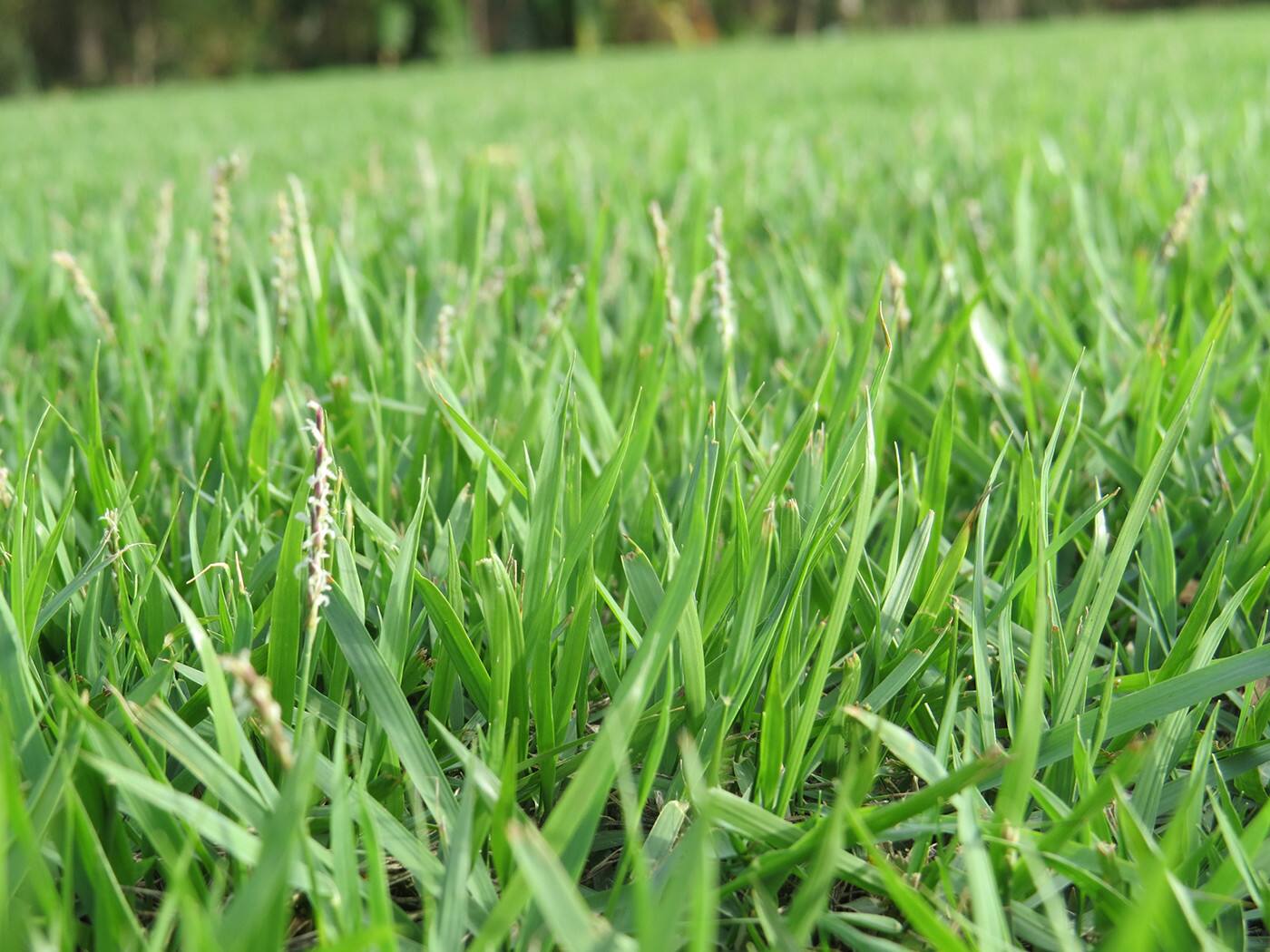 I Love Turf - Cover photo