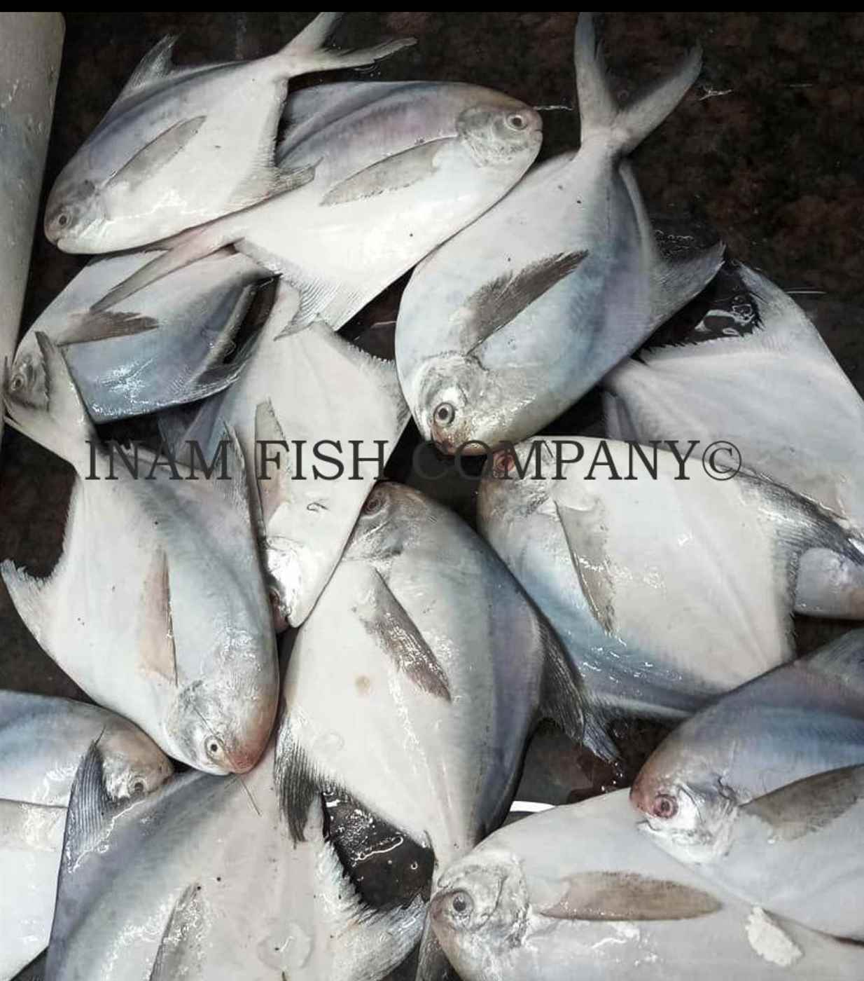 Inam Fish Co - Cover photo