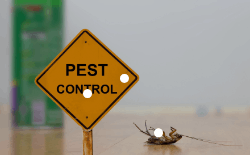 Indian Pest Control Association - Logo