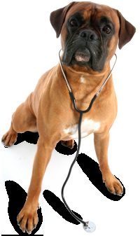 Inglewood Veterinary Clinic - Logo