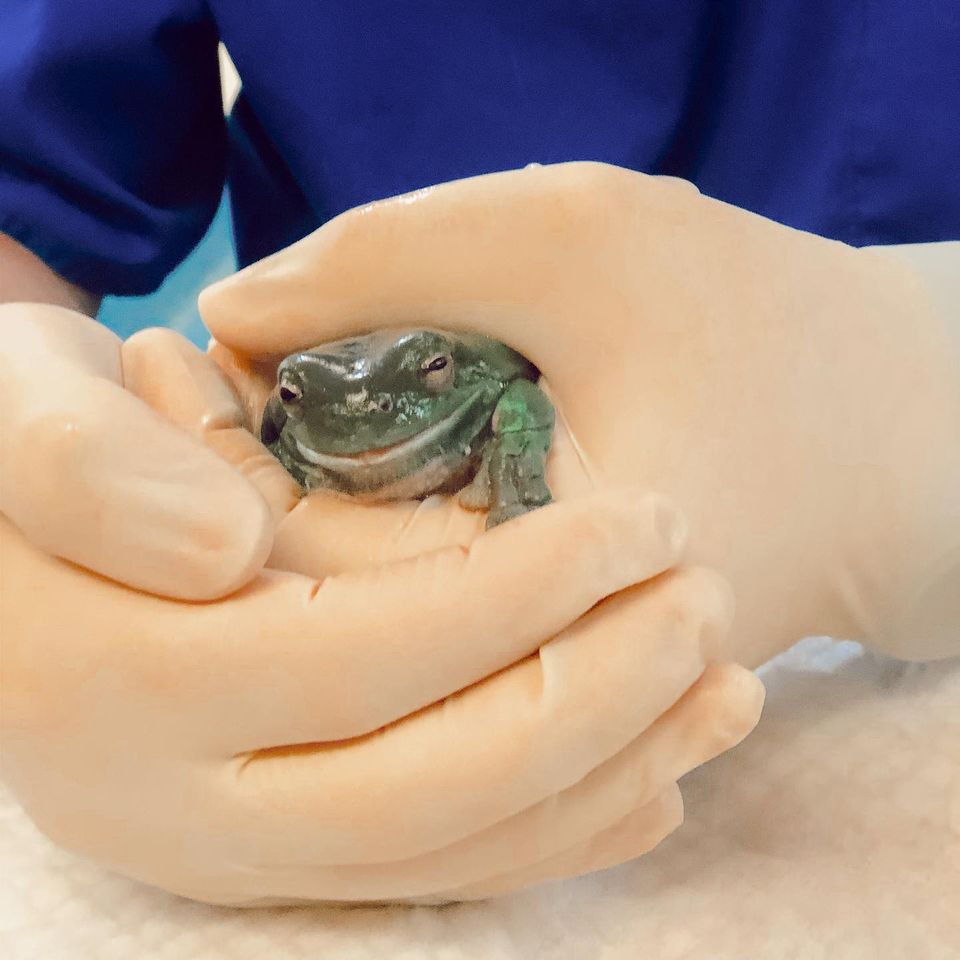 Inner South Veterinary Centre - Cover photo