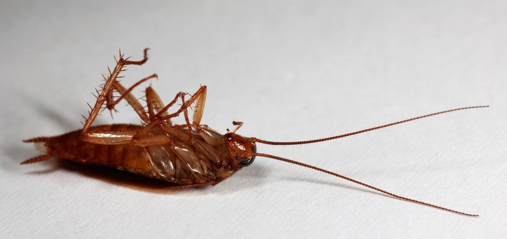 Insight Pest Management - Logo