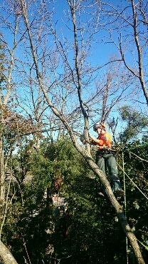 Instant Shade Tree Services - Logo