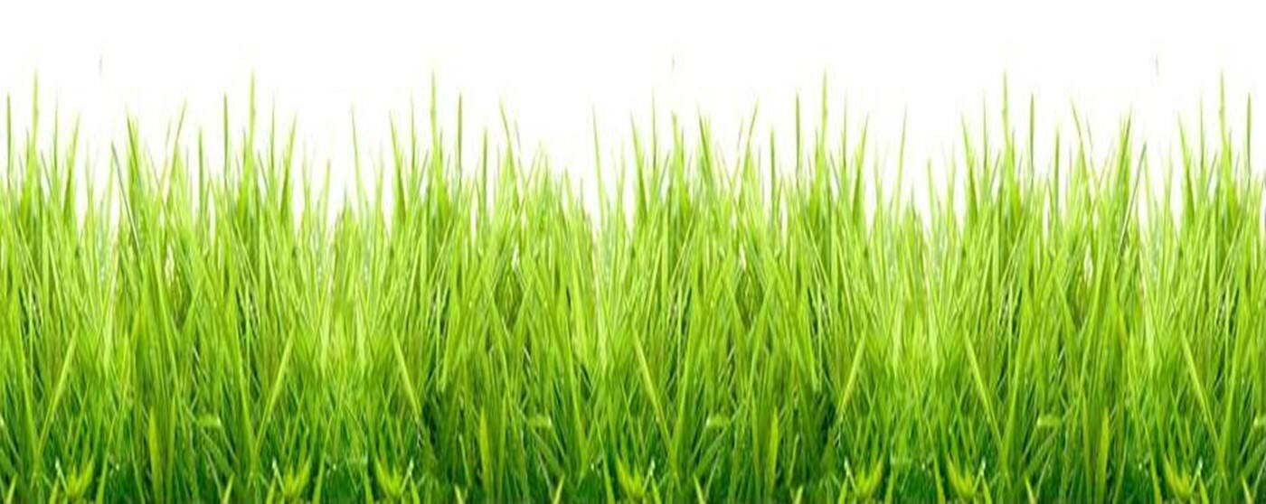 In the Green Yard Care - Logo