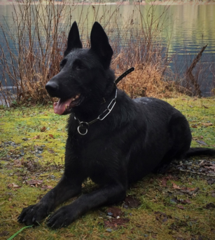 In-Training K9 Services - Logo