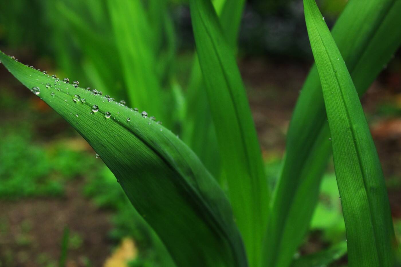 Irrigation Works - Cover photo