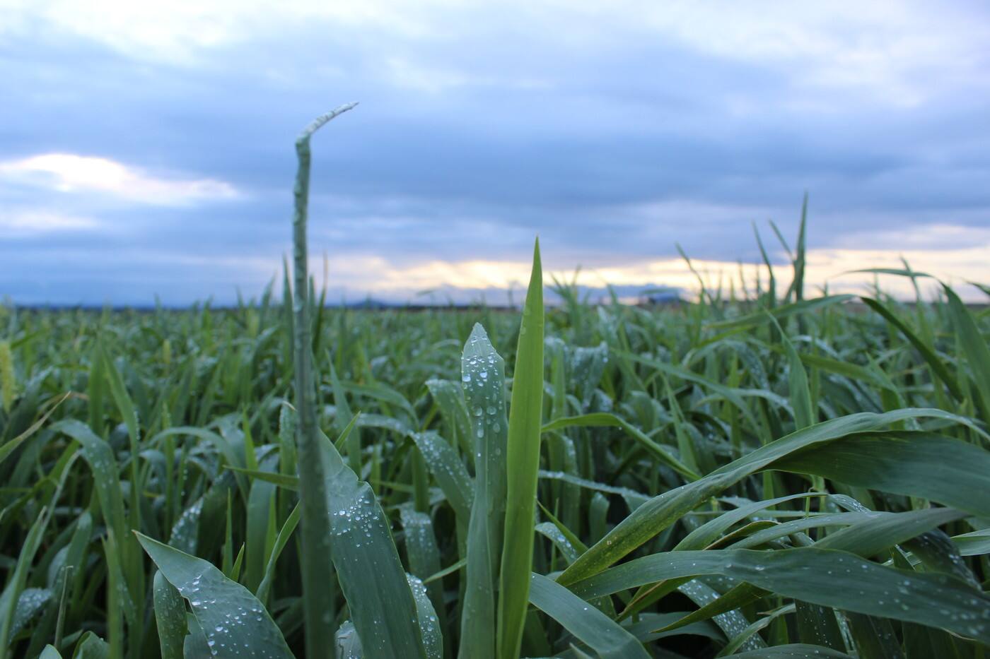 IRRIGEAR LOWOOD - Cover photo