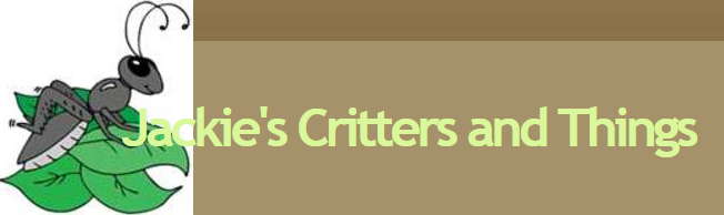Jackie&s;s Critters &a; Things - Cover photo