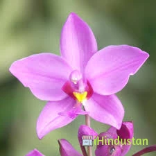 Jaipur Orchids - Logo