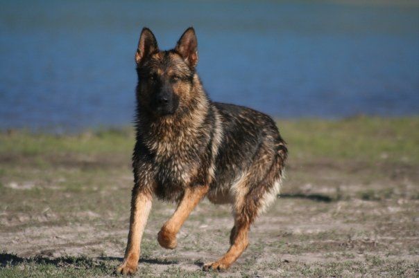 Janzhaus German Shepherds - Cover photo