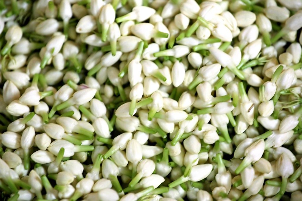 Jasmine Flowers - Fragrance Of Asia - Logo