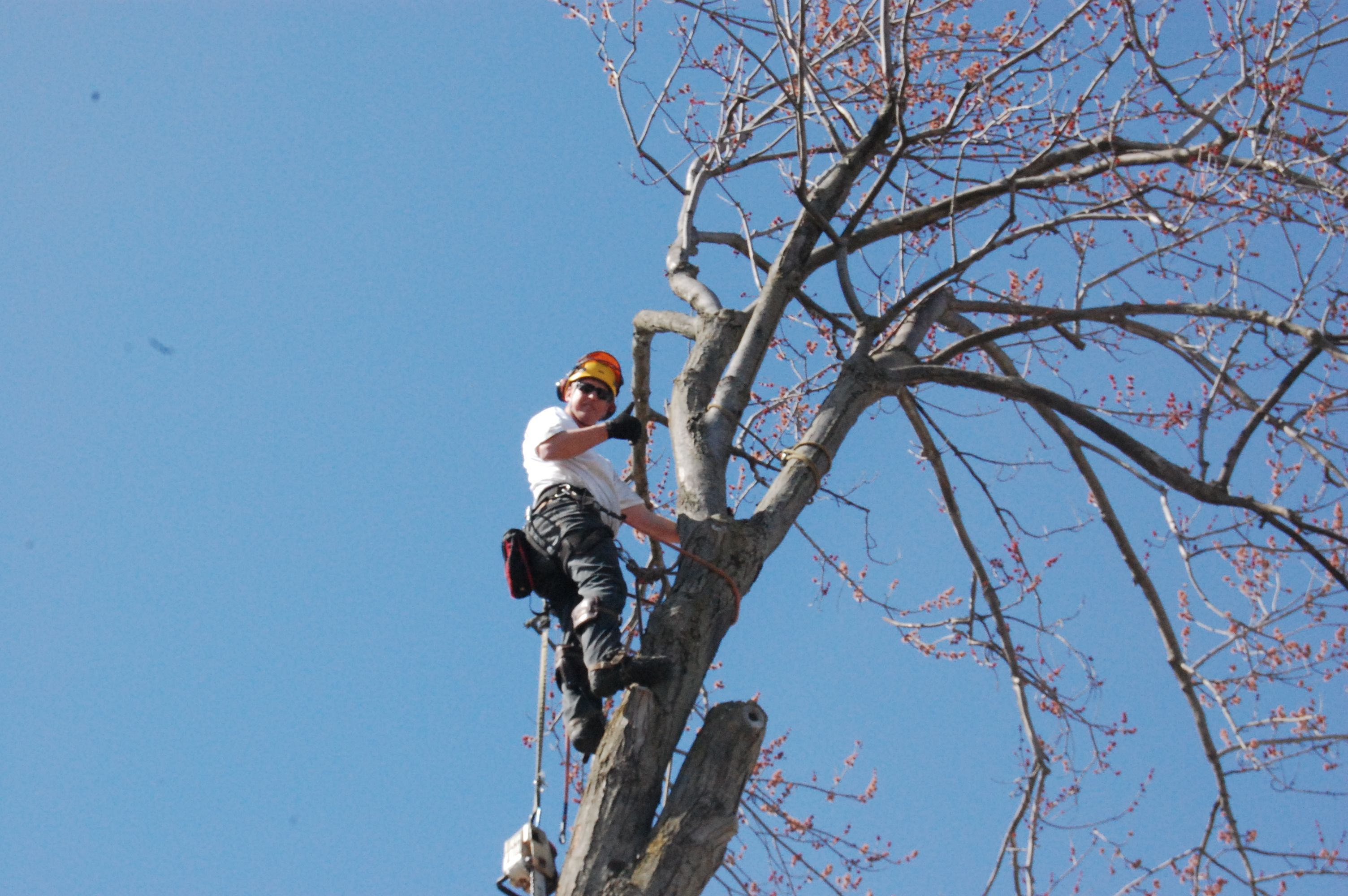Jerry&s;s Tree Service - Cover photo