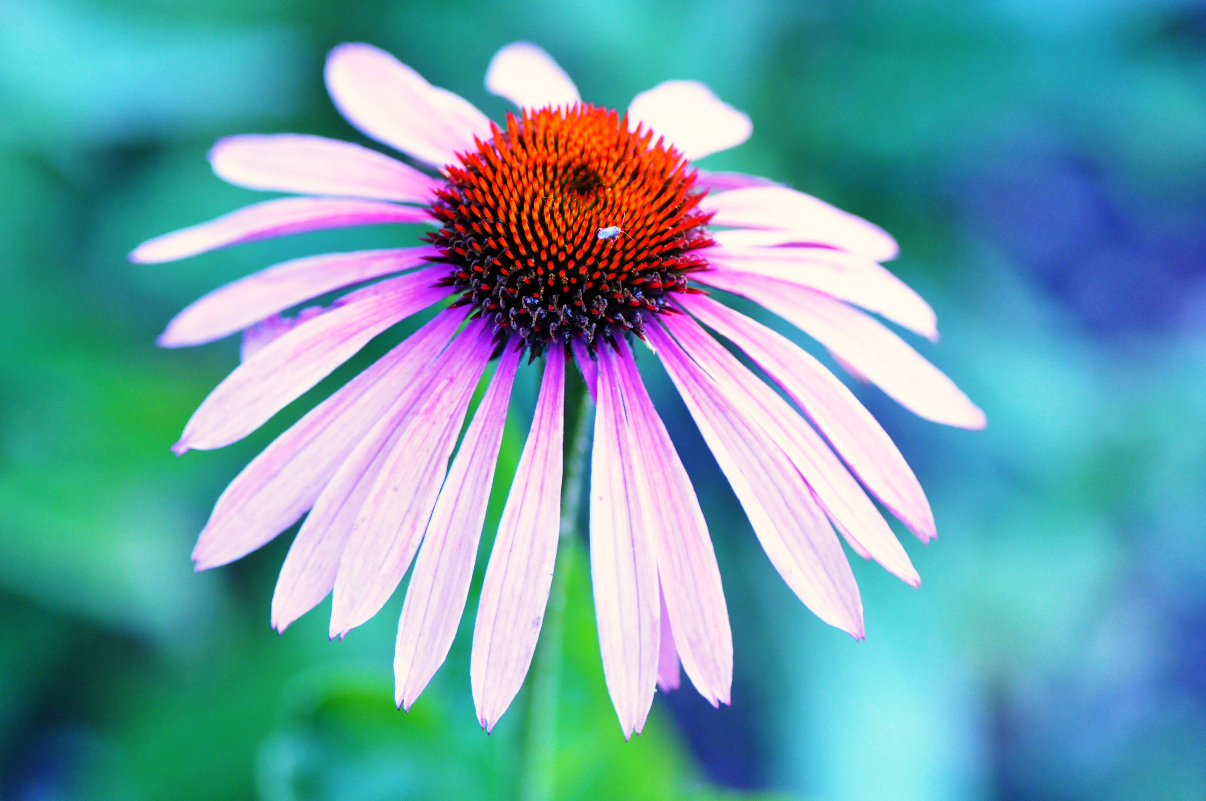 Jessica Valencia Naturopath - Logo
