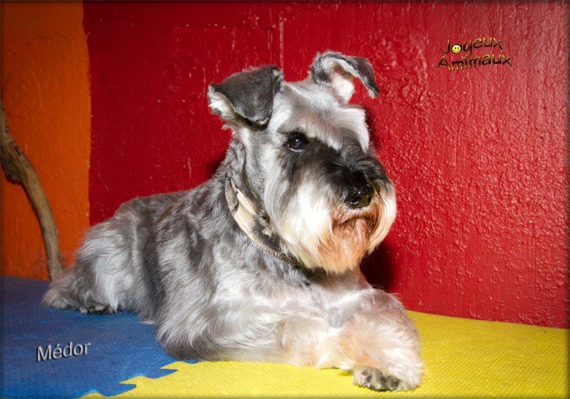 Joyeux Amimaux Entretien Canin et Félin - Cover photo