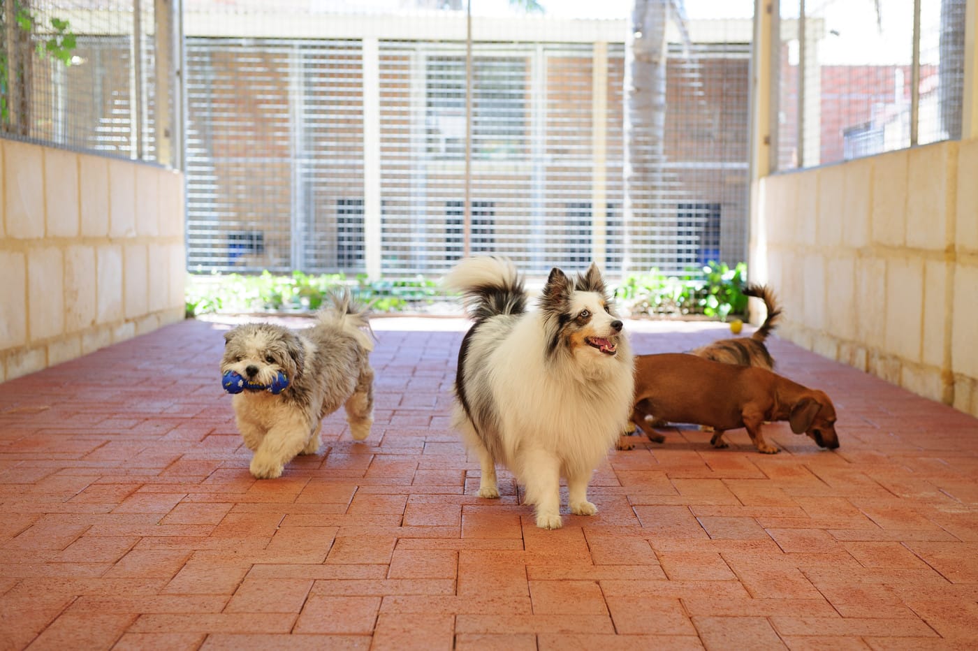 Julie's Boarding Kennels & Cattery - Cover photo