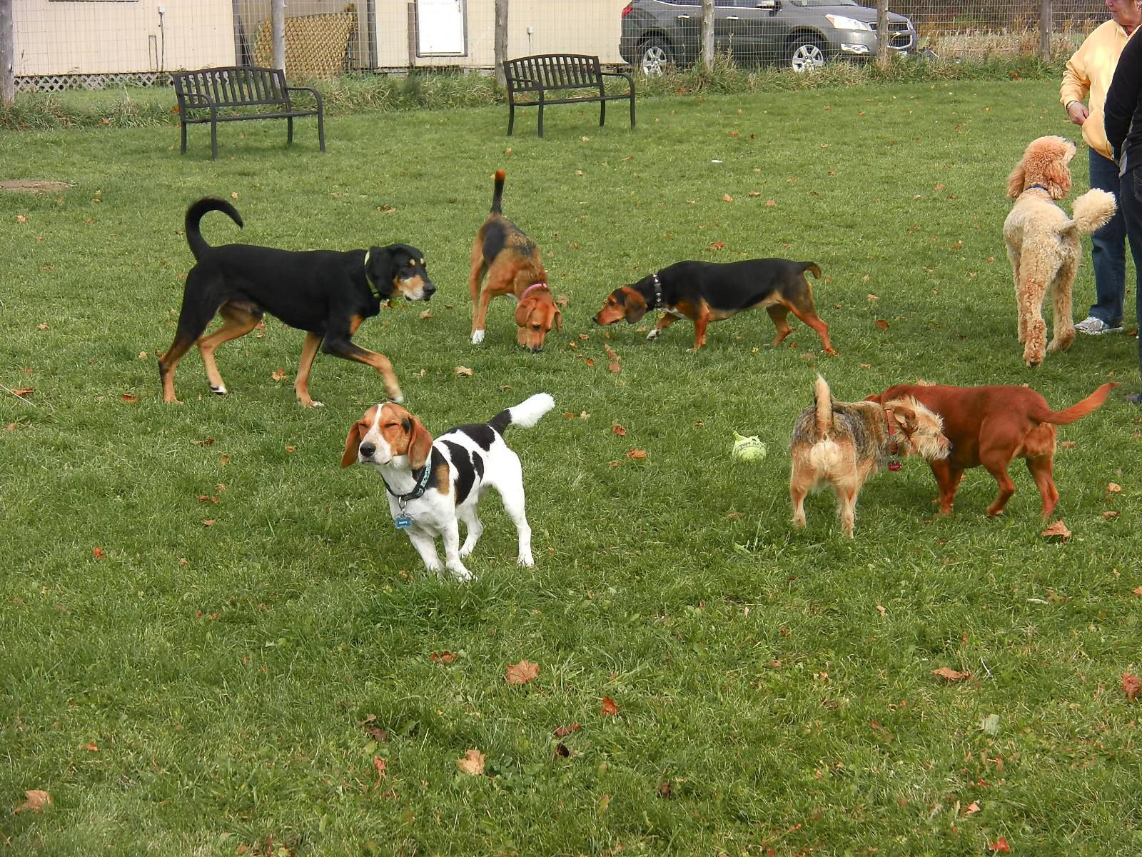 K9 Care and Education at Lodale Kennels - Cover photo