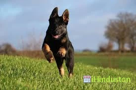 K9 Dog Training Academy - Logo