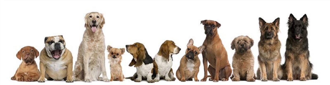 K9 Potential - Cover photo