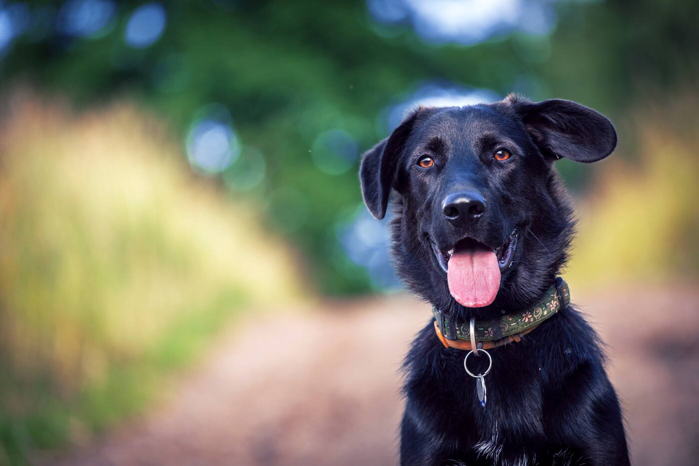 K9 Weight Challenge - Cover photo