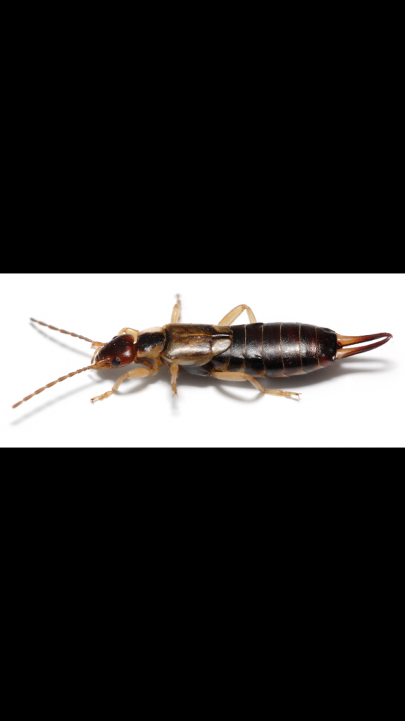 K &a; C Pest Control ltd - Logo
