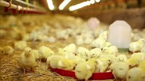 Kadaknath Poultry Farm - Cover photo