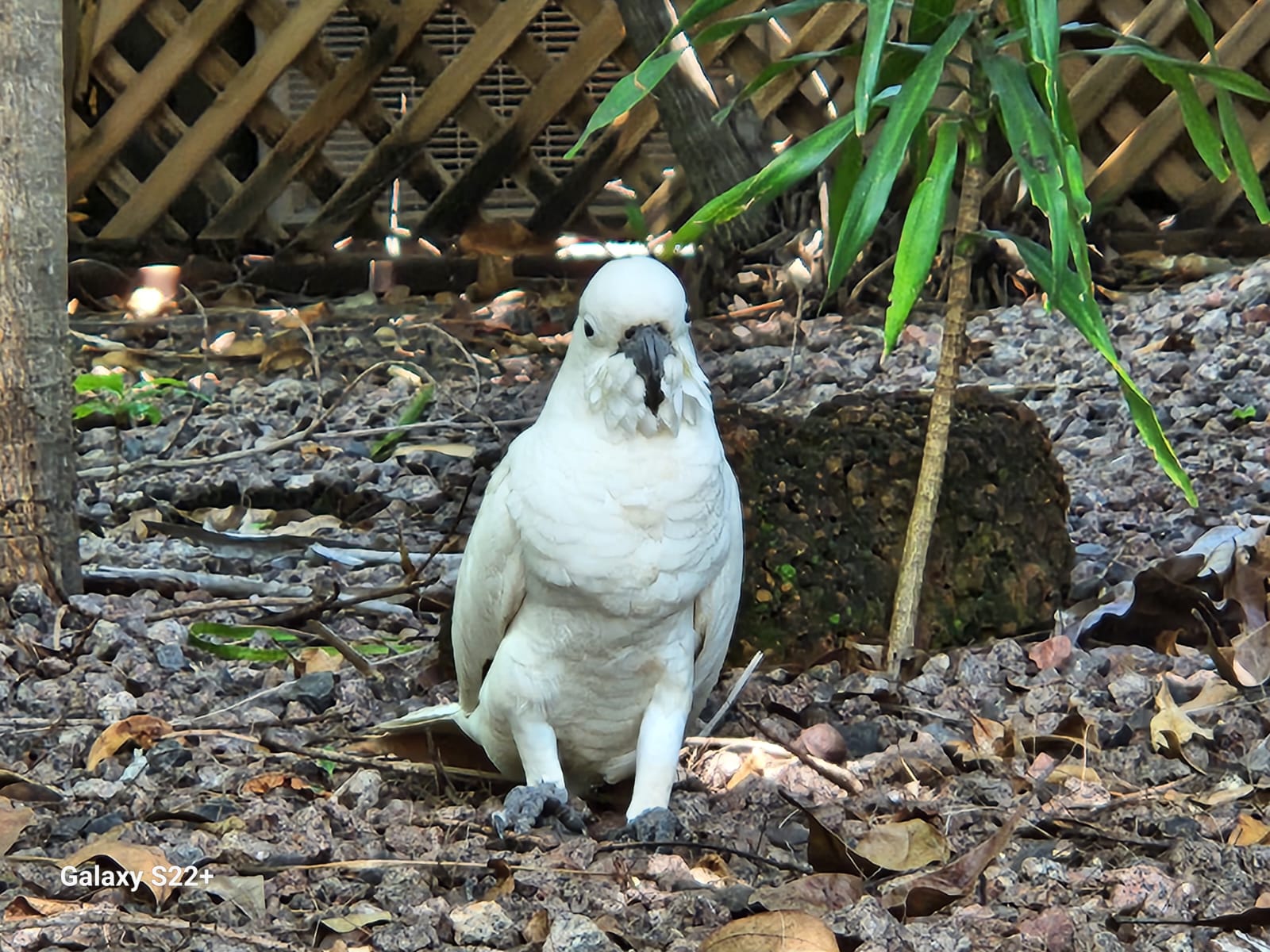 Kakadu Air Services - Cover photo
