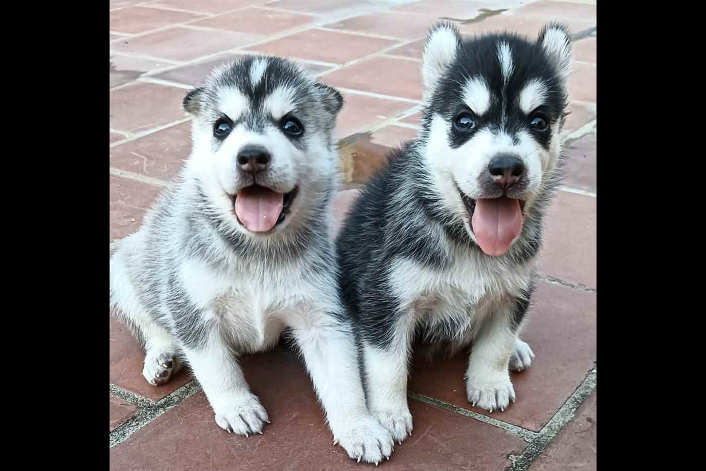 Kalvi Pet Shop - Cover photo
