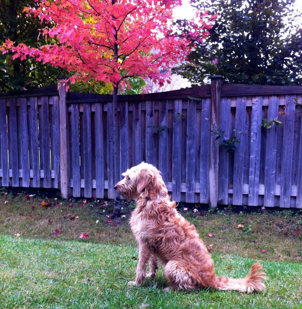 Ka&s;-nino Dog Training - Cover photo