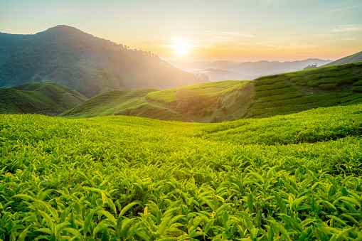 Kerala Holidays Pvt Ltd - Cover photo
