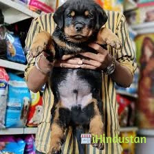 Khushi Pet Shop And Nutrition Store - Logo