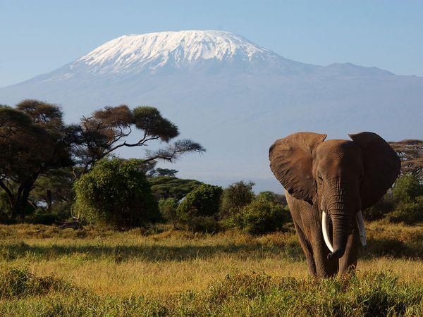 Kilimanjaro Trekking Guides - Cover photo