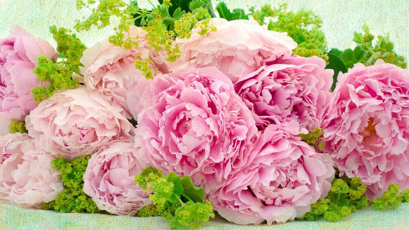 Kilmore Florist - Cover photo