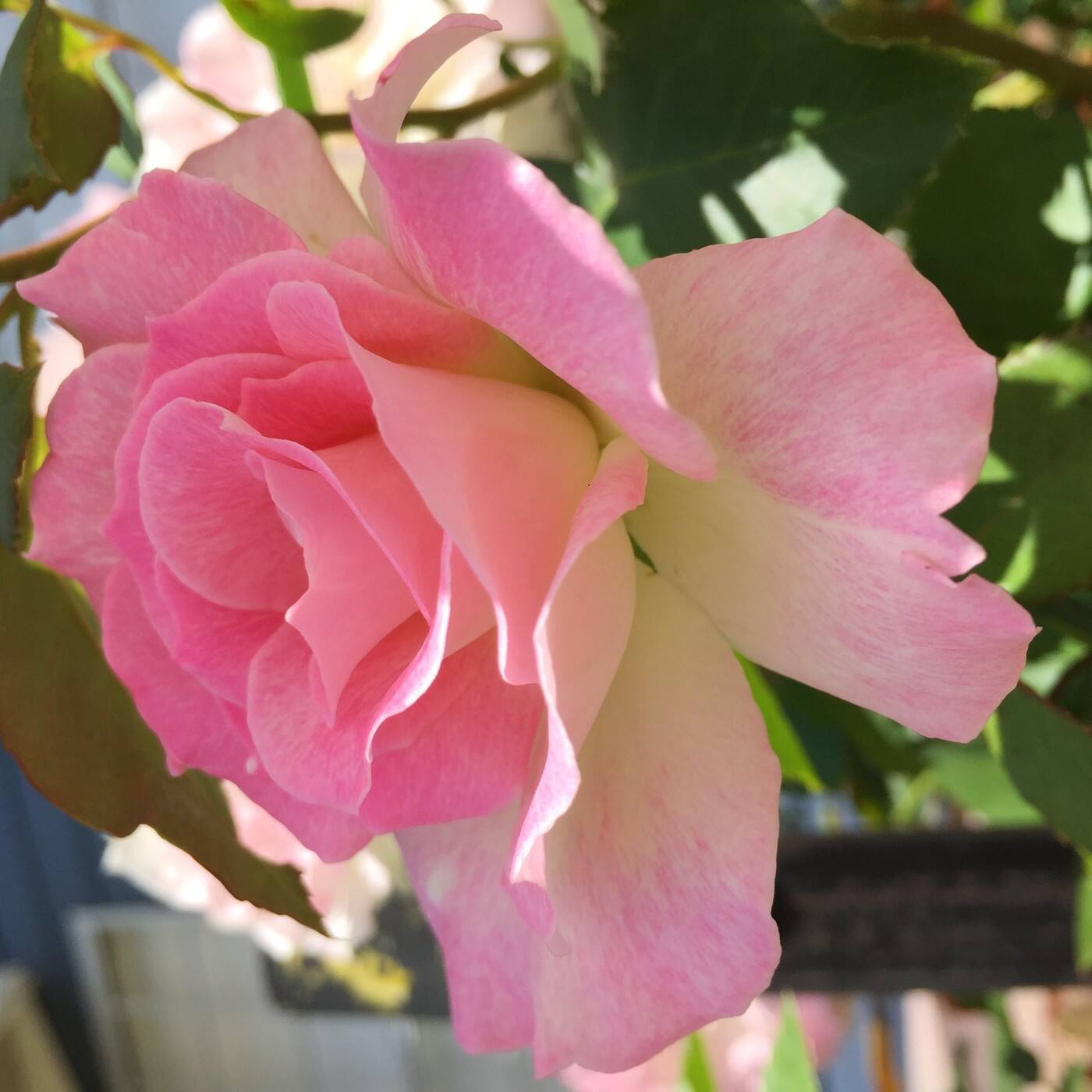 Kim Florist - Cover photo