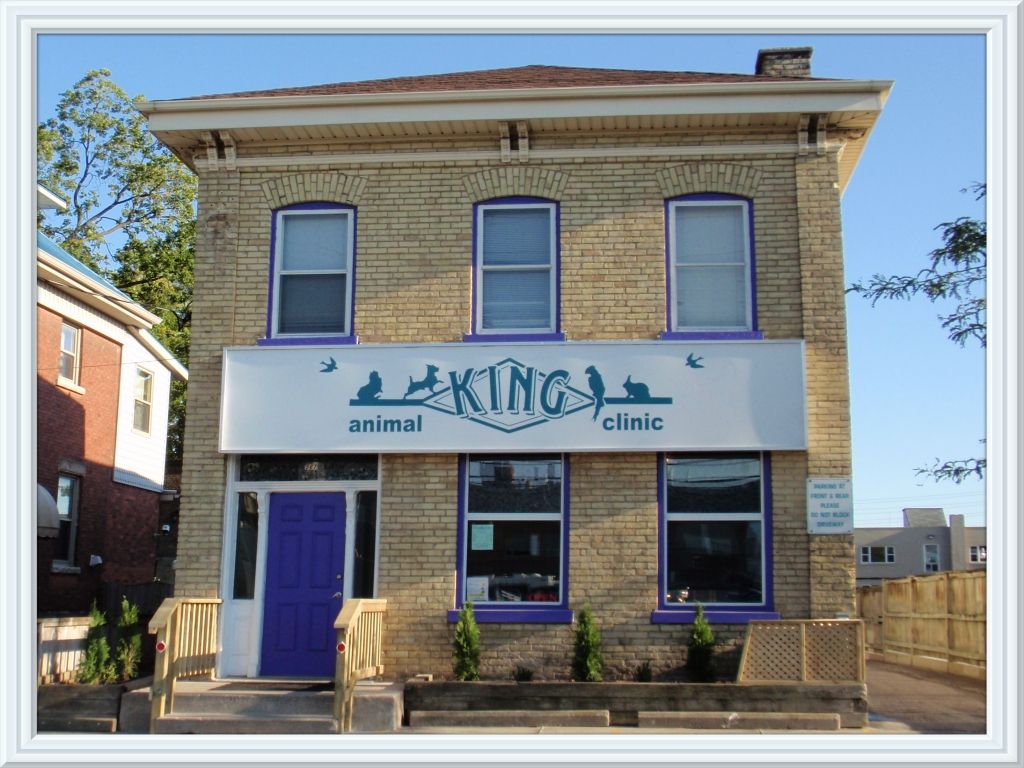 King Animal Clinic - Logo