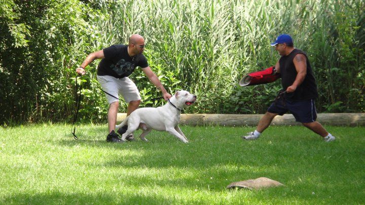 Kingston Professional Dog Training - Cover photo