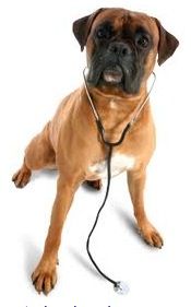 King Street Animal Hospital - Logo