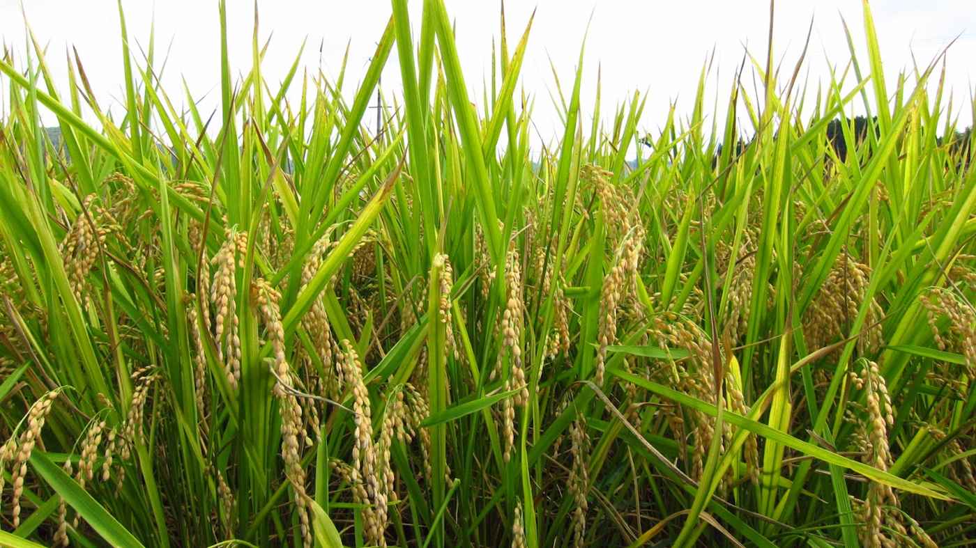 Kurnool Sonamasuri Rice - Cover photo