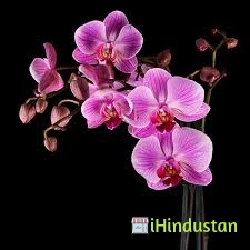 Lakshmi Flora - Logo
