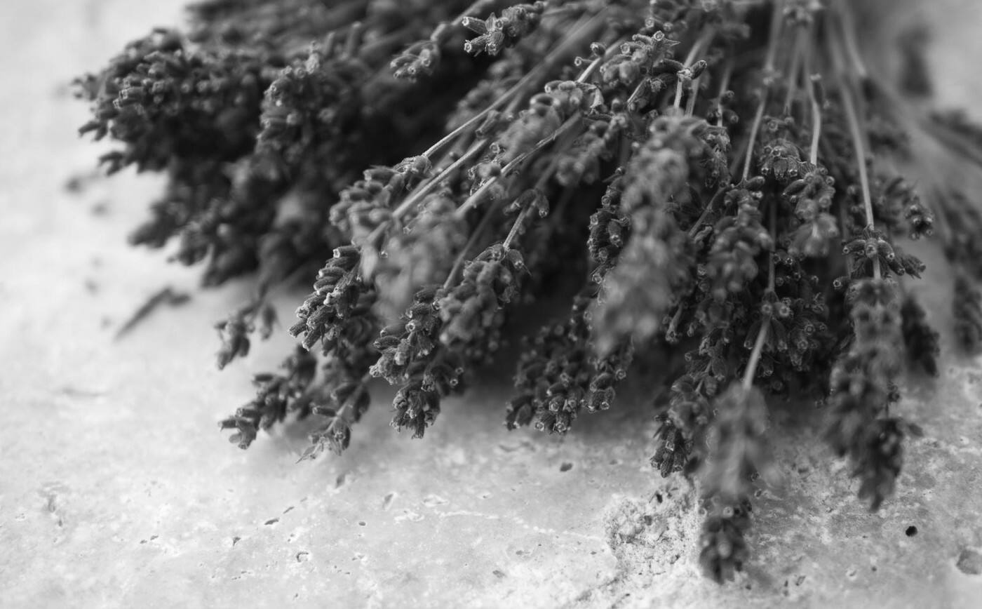 L'Alchimiste - Cover photo