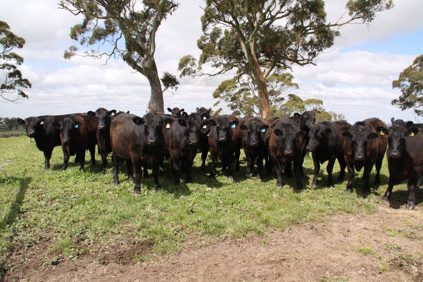 Landmark Harcourts - Cover photo