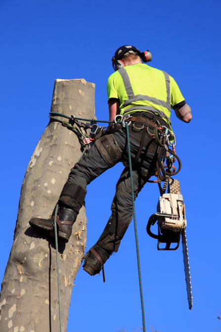 Lansdowne Lumberjacks - Logo