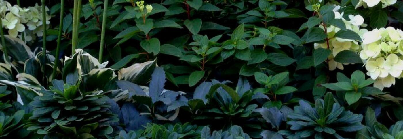 La Planta - Cover photo