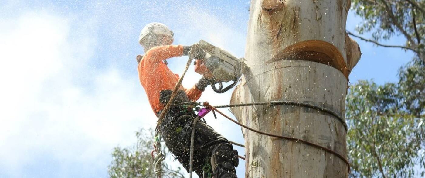 Leaf & Limb Tree Services - Cover photo