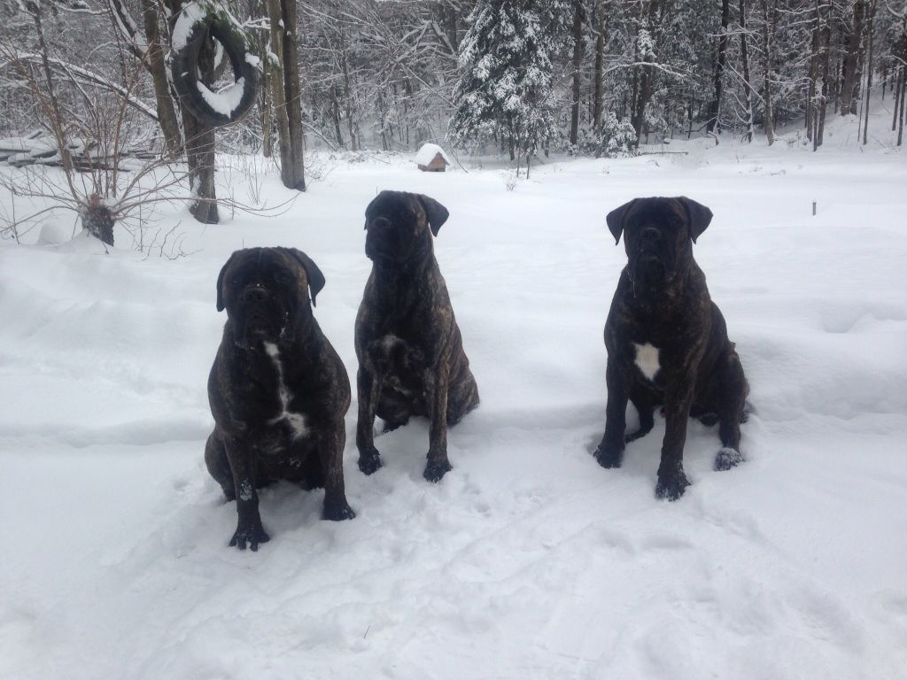 Le Domaine du Bullmastiffs - Cover photo