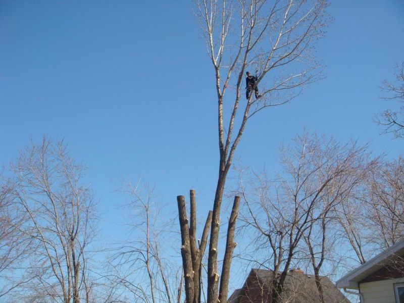 Le Gars des Arbres - Logo