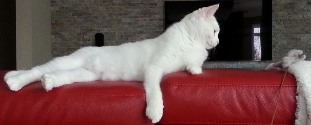 Le Traitement Royal Gardiennage de Chat - Logo