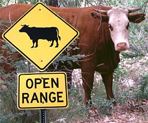 Lewis Cattle Oiler Co. Ltd. - Logo